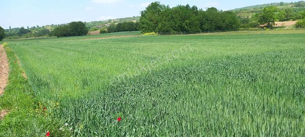 Roma' Dan Süpürtü Mah. Yatırımlık Fırsat Tarla