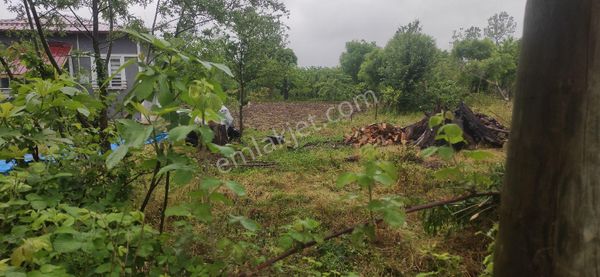 Samsun Terme Egercelide E5e 1300 Mbev Yapma Yeri Tarla Satilikdir