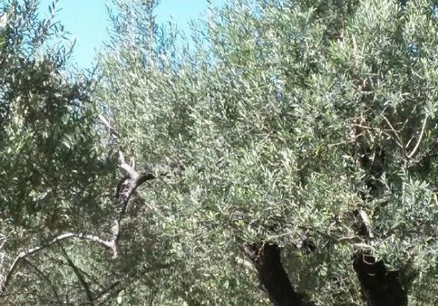 Bergama Göçbeylide Satılık Zeytinlik