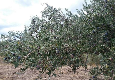Bergama Karahıdırlı Köyünde Satılık Zeytinlik