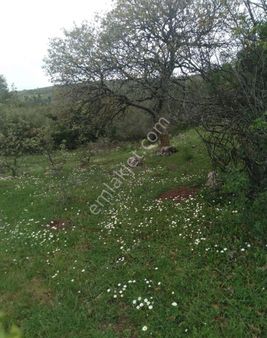 Bergama Sarıcalarda Satılık Tarla