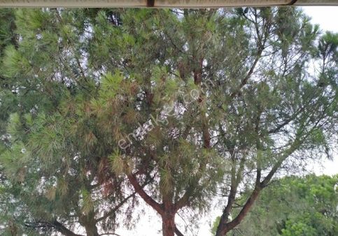 Bergama Kozakta Satılık Çamlık