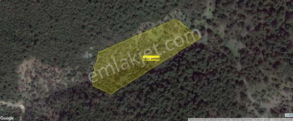 002- Manzaralı Orman İçinde Zeytinlik