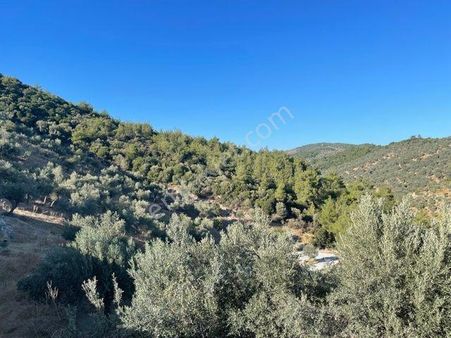 004- Baraj Kenarında Manzaralı Bakımlı Zeytinlik