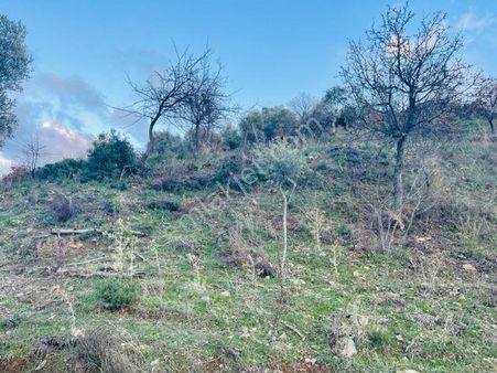 006-bakımlı Verimli Zeytinlik