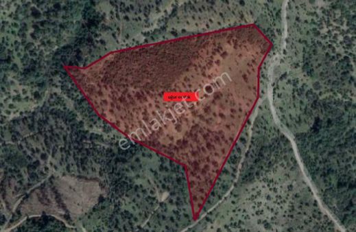 007- Resmi Yola Cepheli Bakımlı Verimli Zeytinlik