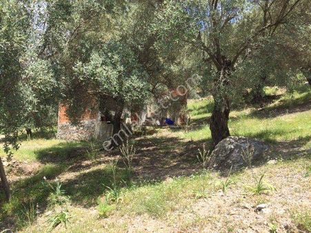 008-yağ Verimi Yüksek Zeytinlik