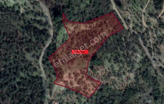 009-bakımlı Verimli Zeytinlik