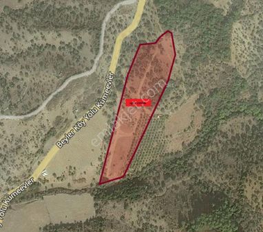 010-köy Metkezine Yakın Zeytinlik