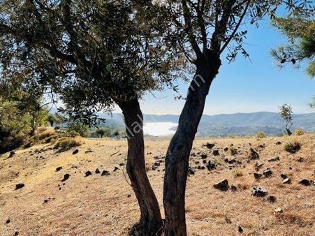 011-manzaralı Bakımlı Zeytinlik