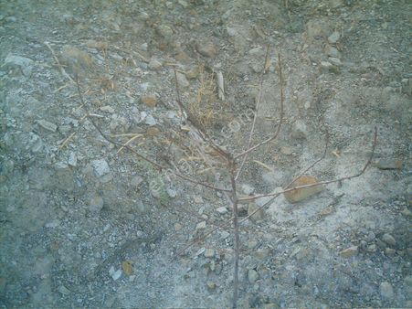 013-fıstık Çamı Dikili Özel Ağaçlandırma