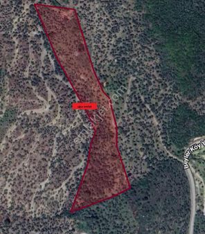 015-baraj Kenarında Ulaşımı Kolay Verimli Zeytinlik