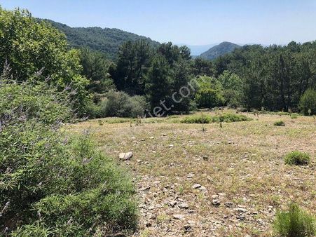 017-orman İçinde Su Sorunu Olmayan Arazi