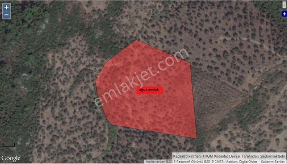 022-organik Zeytinyağı Üretimi İçin Uygun Zeytinlik