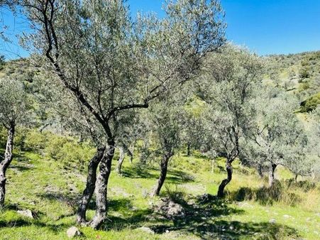 024-köy Merkezine Yakın Verimli Zeytinlik