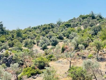 025-ulaşımı Kolay Zeytinlik