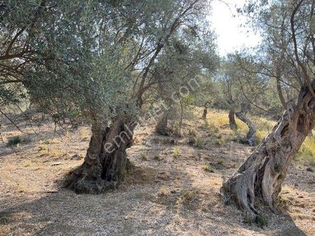 026-yağ Verimi Yüksek Organik Tarım Yapılabilir Zeytinlik