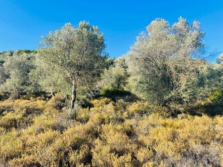 027- Verimli Organik Tarıma Uygun Zeytinlik