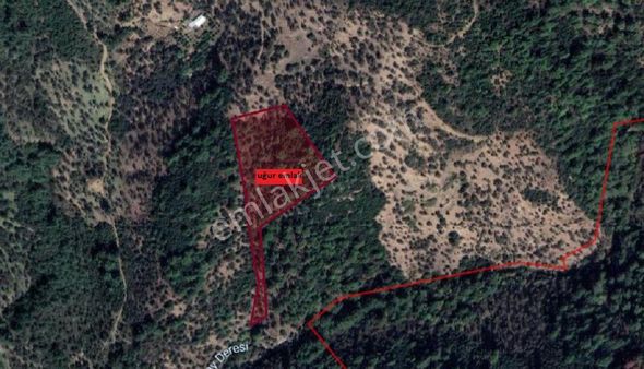 028- Organik Tarım İçin Uygun Orman Kenarında Zeytinlik