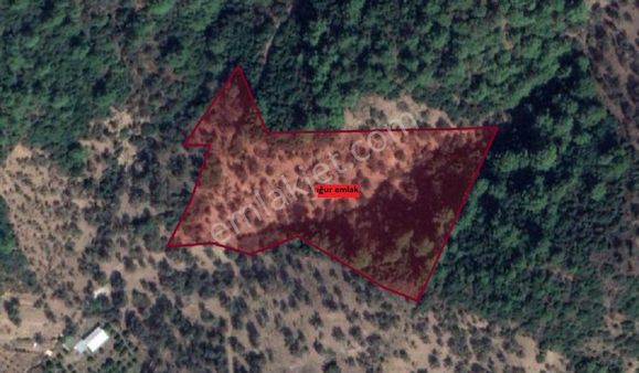 034- Resmi Yola Cepheli Bakımlı Zeytinlik