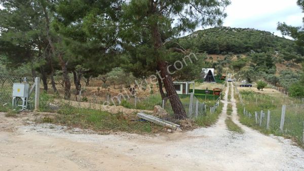 İzmir Torbalı Çapak Mahallesi Müstakil Tapulu Satılık Tarla Ve Zeytinlik