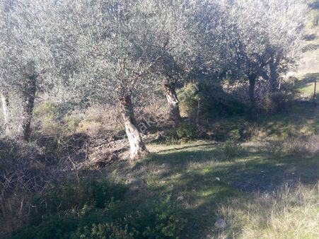 104-su Kaynağı Bulunan Köye Yakın Zeytinlik