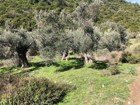 105-bakımlı Yağ Verimi Yüksek Organik Sertifikalı Zeytinlik