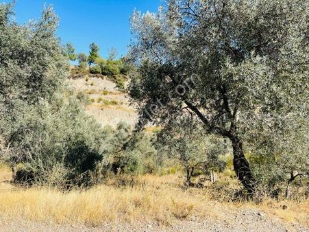 106-baraj Kenarında Asfalt İle Su Arasında Zeytinlik