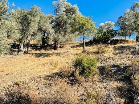 108-bakımlı Verimli Zeytinlik