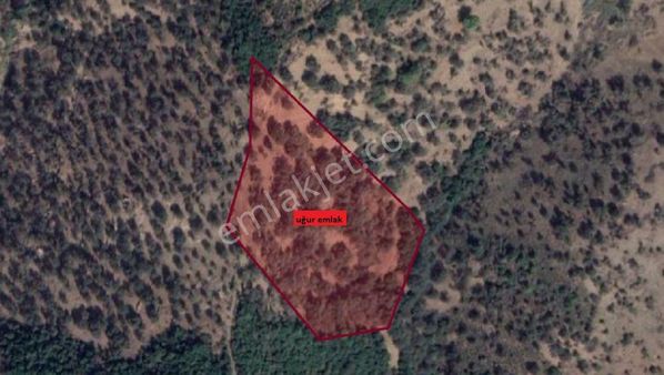 110-beyler De Yağ Verimim Yüksek Zeytinlik