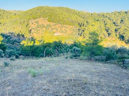 111-resmi Yola Cepheli Manzaralı Zeytinlik