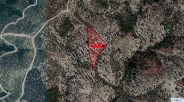 115-bakımlı Verimli Zeytinlik