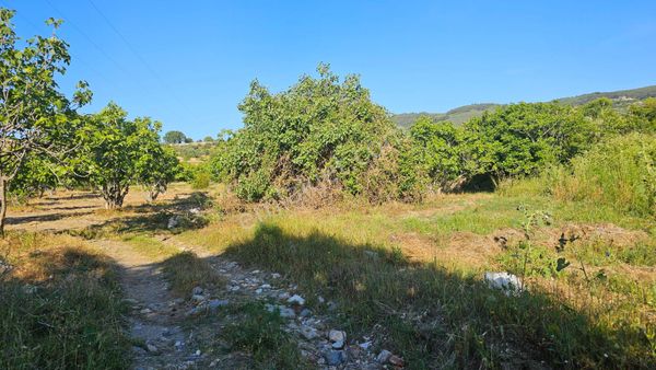 Selçuk Acarlarda Satılık 27000.m2 İncir Ve Zeytinlik Çiftliğe Uygun Bahçesi..