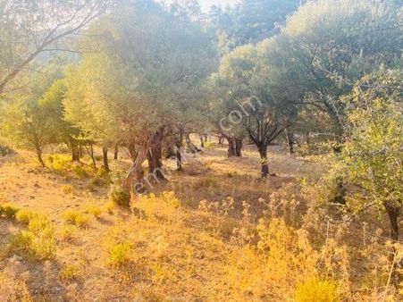 116-müstaki Tapulu Bakımlı Verimli Zeytinlik