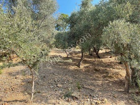 121-resmi Yola Cepheli Su Sorunu Olmayan Bölgede Zeytinlik