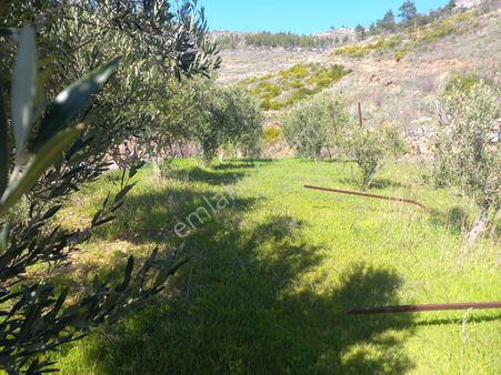 Aydıncık Yenikaş Yağrat Mevkisi Deniz Manzaralı Zeytin Ve Ceviz Bahçesi