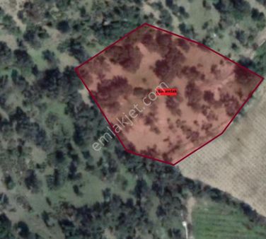 128-manzaralı Zeytinlik