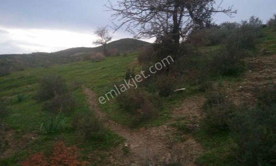 133-baraj Manzaralı Zeytinlik