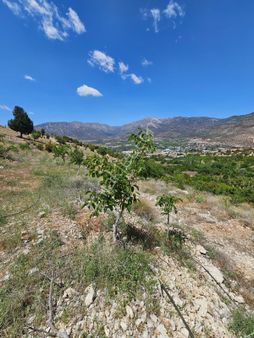 Elmalı Eskihisar Mahallesinde Elektrik, Yol, Su Problemi Olmayan 9.200m2 Satılık Ceviz Bahçesi