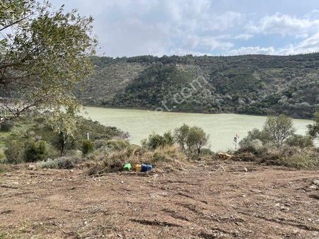 134- Baraj Manzaralı Asfalt Cepheli Tel İle Çevrili Zeytinlik