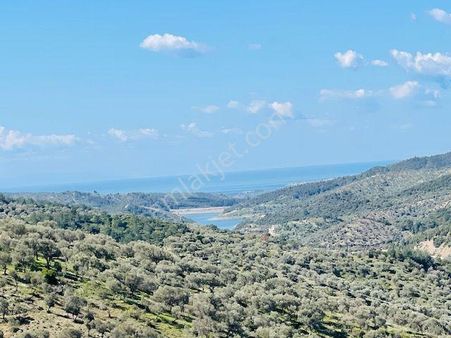 151-baraj Ve Deniz Manzaralı Ormana Cepheli Resmi Yollu Zeytinlik