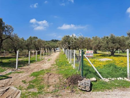 Acele Satılık Ortaklığı Giderılmiş Zeytınlık
