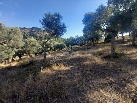 İncirliova Dereağzında Müstakil Tapu Satılık Zeytinlik