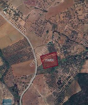 Çınarköy De Satılık Zeytinlik