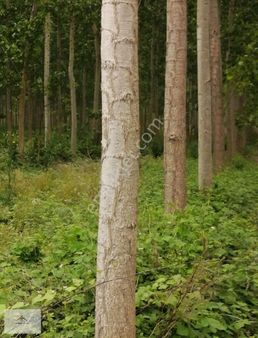 6 Dönüm 6 Yaşında Yatırımlık Satılık Kavaklık Yolu Var