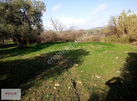 Ayvalık Türközü Mahalesinde Yola Yakın Satılık Zeytinlik