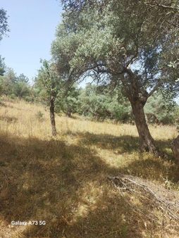 Bodrum Pınarlıbelen Mahallesinde Satılık Zeytinlik