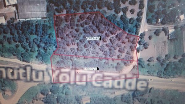 Büyük Kumlada Satılık Zeytinlik 4580m2. Asfalta Cephe Elk.su Var