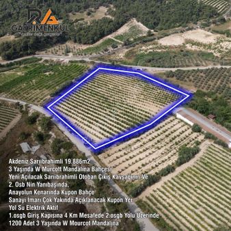 Akdeniz Sarıibrahimli Satılık 19.886 M2 Mandalina Bahçesi