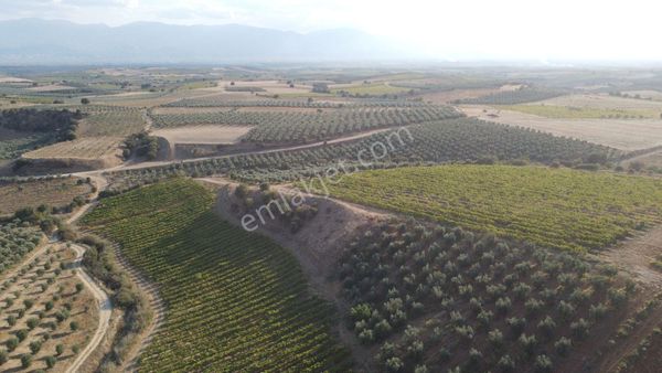 Manisa Gördes Satılık Zeytinlik